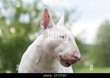 Chien blanc Bull terrier sortant la langue du portrait drôle Banque D'Images