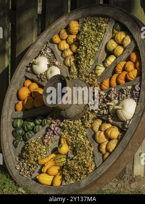 Une roue en bois est décorée de légumes colorés et de citrouilles en extérieur, borken, muensterland, allemagne Banque D'Images