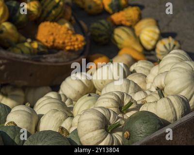 Pile de citrouilles blanches, vertes et oranges comme légumes d'automne, borken, muensterland, allemagne Banque D'Images