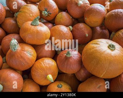 Citrouilles orange empilées en décoration automnale, borken, muensterland, allemagne Banque D'Images