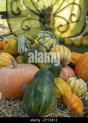 Différents types de citrouilles et citrouilles ornementales sur lit de paille à l'extérieur, borken, muensterland, allemagne Banque D'Images