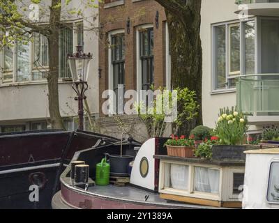 Une péniche sur un canal avec plusieurs plantes et tulipes au premier plan, derrière elle des bâtiments avec de grandes fenêtres et des balustrades, Amsterdam, pays-Bas Banque D'Images