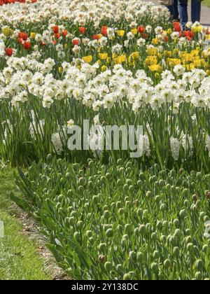 Rangées de jonquilles de poète blanc et tulipes rouges et jaunes dans un parterre de fleurs soigné, amsterdam, pays-bas Banque D'Images