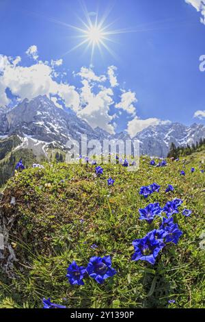 Gentiane bleue (Gentiana alpina) avec étoile solaire devant les montagnes, printemps, montagnes Karwendel, Tyrol, Autriche, Europe Banque D'Images