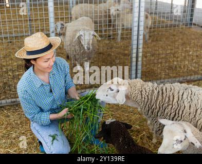 Heureux éleveur de femme asiatique prenant soin des moutons Banque D'Images