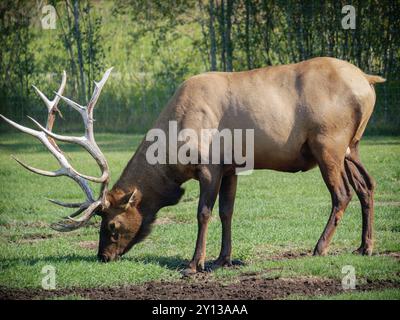 Elk mangeant de l'herbe dans la réserve faunique du Yukon Banque D'Images