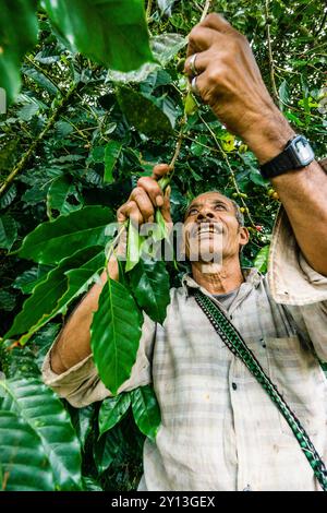 Récolte de café, la Taña, région de Reyna, département d'Uspantan, Guatemala, Amérique centrale. Banque D'Images