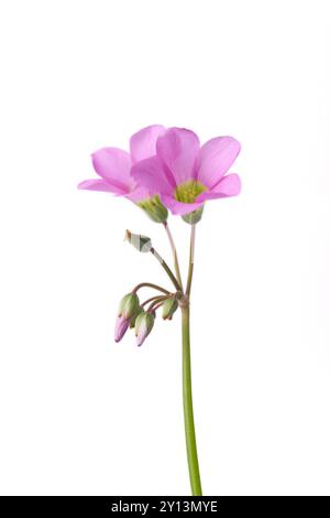 rose oxalis ou oseille de bois, faux trèfle, délicates petites fleurs vibrantes fleurissent du printemps à l'automne fond blanc isolé, pris dans la mise au point sélective Banque D'Images