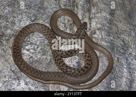 Platyceps ladacensis, serpent tressé ou coureur de falaise de Jan, est une espèce de serpent de la famille des Colubridae. Le serpent se trouve en Asie. Chamba, Himach Banque D'Images