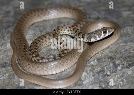 Platyceps ladacensis, serpent tressé ou coureur de falaise de Jan, est une espèce de serpent de la famille des Colubridae. Le serpent se trouve en Asie. Chamba, Himach Banque D'Images