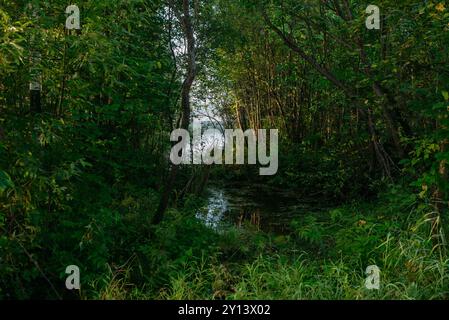 Un étroit canal fluvial passant à travers des fourrés denses de saule. Banque D'Images