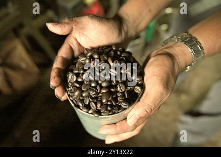 Grains de café arabica torréfiés à un fabricant de café Toraja à Rantepao, North Toraja, South Sulawesi, Indonésie. Banque D'Images