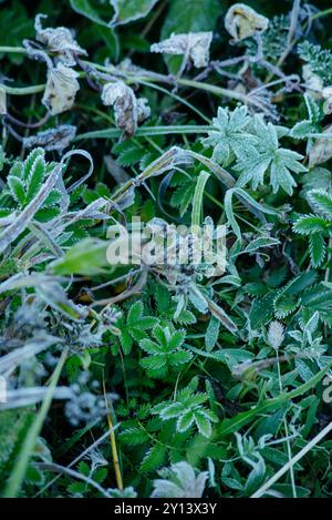 Les premières gelées. Herbe verte recouverte de givre après un coup de froid nocturne. Banque D'Images