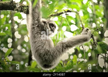 Juvénile de gibbon argenté (Hylobates moloch) dans le parc national Gunung Halimun Salak, Java occidental, Indonésie. Banque D'Images