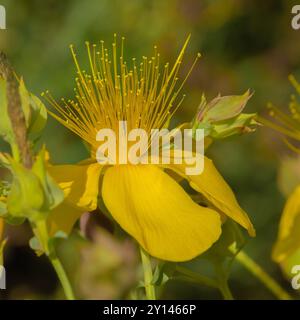 Fleurs jaunes de millepertuis commun ou perforé, Hypericum perforatum Banque D'Images