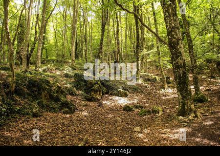 Un sol boisé dense et ensoleillé couvert de feuilles mortes et de roches moussues à la fin du printemps sur le mont Dajti près de Tirana, Albanie. Montagnes Skanderbeg Banque D'Images