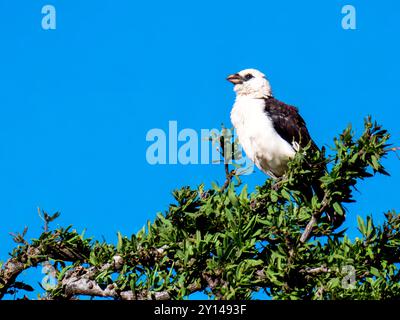 Oiseau tisserand Starling (Dinemellia dinemelli) assis sur une branche dans le parc national du Serengeti. On le trouve exclusivement en Afrique de l'est. Banque D'Images