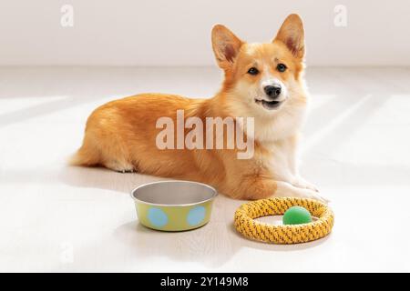 Chien drôle couché à côté d'un bol vide et jouets pour animaux de compagnie sur le sol Banque D'Images