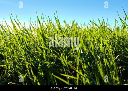 Gros plan de brins d'herbe vert éclatants illuminés par la lumière du soleil, face à un ciel bleu clair. L'image capture la fraîcheur et le beau naturel Banque D'Images
