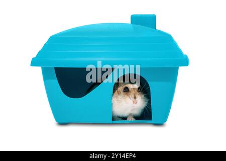Maison de rongeurs sur un fond blanc. Le hamster Djungarian regarde depuis une maison en plastique. Banque D'Images