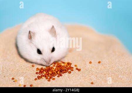 Hamster blanc et une poignée de millets sur le sable de baignade Banque D'Images