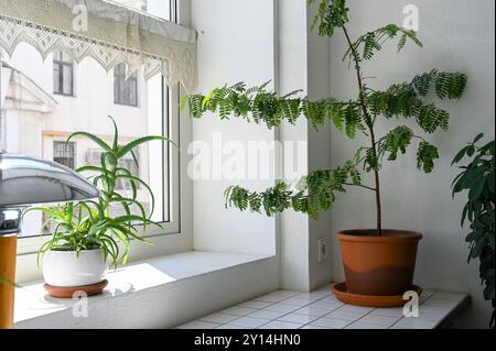 Pots de fleurs avec des plantes d'intérieur sur le rebord de la fenêtre pendant la journée ensoleillée, intérieur confortable Banque D'Images