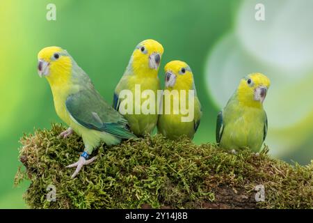 Parrotlet à face jaune Forpus xanthops Banque D'Images