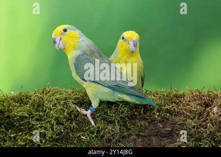 Parrotlet à face jaune Forpus xanthops Banque D'Images