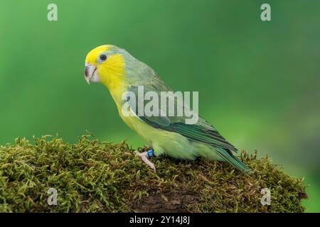 Parrotlet à face jaune Forpus xanthops Banque D'Images