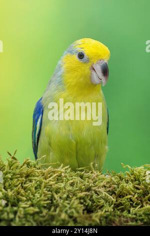 Parrotlet à face jaune Forpus xanthops Banque D'Images