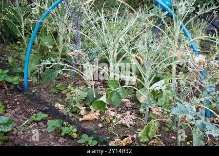 Failling pour protéger les plantes de Brassica du papillon blanc chou en utilisant un filet où la maille n'est pas assez fine. Banque D'Images