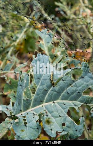 Failling pour protéger les plantes de Brassica du papillon blanc chou en utilisant un filet où la maille n'est pas assez fine. Banque D'Images