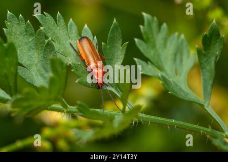 Coléoptère soldat rouge commun - Rhagonycha fulva, petit beau coléoptère orange et jaune des prairies et jardins européens, République tchèque. Banque D'Images