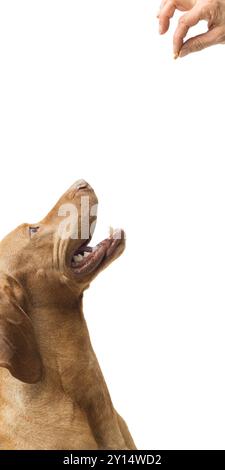 La main femelle nourrit le chien avec de la nourriture sèche isolée sur fond beige Banque D'Images