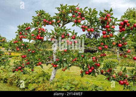 Maturation des pommes rouges patrimoniales poussant sur un arbre dressé en espalier, au jardin clos d'Amisfeild, Haddington, East Lothian, Écosse, Royaume-Uni Banque D'Images