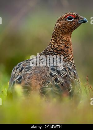 Tétras rouge (Lagopus Scotica) sur une lande du nord du pays de Galles, 01/09/24. Crédit JTW Aviation images / Alamy. Banque D'Images