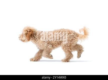 Mignon chien bouclé marche, vue de côté, race de caniche, isolé sur fond blanc Banque D'Images