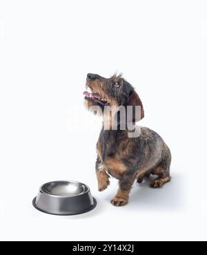 Mignon Teckel affamé attendant à côté d'un bol vide, isolé sur fond blanc Banque D'Images