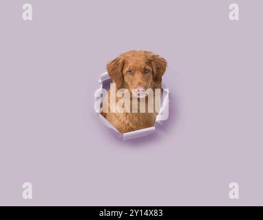 Chien heureux sortant d'un trou de papier déchiré, race de chien Nova Scotia Duck Tolling Retriever, espace de copie Banque D'Images