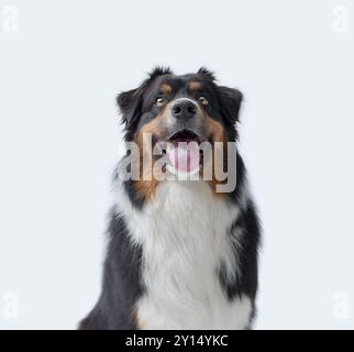 Portrait d'un chien heureux mignon regardant la caméra, race de chien Sheperd australien, isolé sur fond blanc Banque D'Images