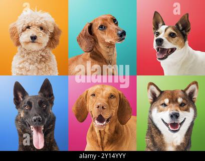 Collection de portraits de chiens sur des fonds colorés : caniche, Teckel, Jack Russell Terrier, Dutch Sheperd, Vizsla et Shiba Inu Banque D'Images