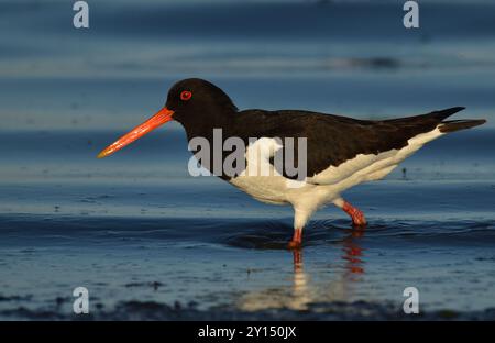 Oystercatcher en eau calme peu profonde Banque D'Images