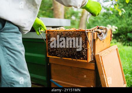 Abeilles sur un cadre de ruche en bois travaillant sur les cellules en nid d'abeilles tandis que l'apiculteur est apicole dans la nature un jour d'été ensoleillé Banque D'Images