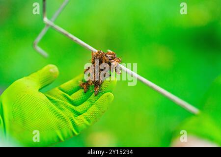 Petite cellule Swarm d'abeilles vérifiée par le gant protecteur de l'apiculteur pendant l'apiculture dans la nature un jour d'été ensoleillé Banque D'Images