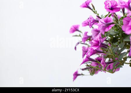 Gros plan de pétunias suspendus roses en fleurs, capturant la beauté des fleurs saisonnières pour une utilisation dans la culture des fleurs et les thèmes de décoration. Banque D'Images