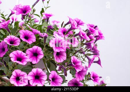 Gros plan de pétunias suspendus roses en fleurs, capturant la beauté des fleurs saisonnières pour une utilisation dans la culture des fleurs et les thèmes de décoration. Banque D'Images