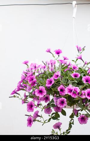 Pétunias suspendus rose vif en pleine floraison, avec un fond flou. Parfait pour les motifs floraux, le jardinage et le contenu de culture. Banque D'Images