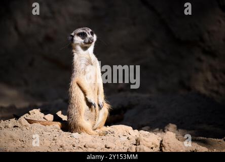 Berlin, Allemagne. 05th Sep, 2024. Une suricate tient son ventre au soleil au zoo de Berlin. Jusqu'à 33 degrés sont attendus à Berlin et Brandebourg aujourd'hui. Crédit : Bernd von Jutrczenka/dpa/Alamy Live News Banque D'Images