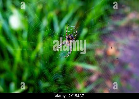 European Garden Spider, Lewes, East Sussex, Royaume-Uni. Banque D'Images