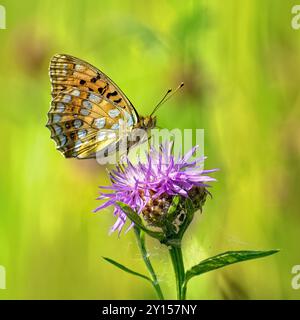 Belle papillons Fritillary Aglaya boit nectar. Papillon fritillaire vert foncé (Argynnis ou Speyeria aglaja) assis sur la fleur brune Knapweed (C Banque D'Images